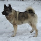 Kuvassa joukkuessa mukana ollut Mustikkaharjun Nalli, omistaja Kari Hintikka.